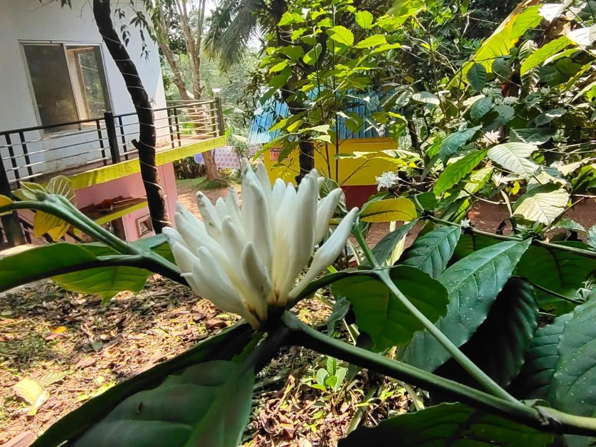 Green Land Estate Homestay 5 Rooms With Garden View Madikeri Extérieur photo